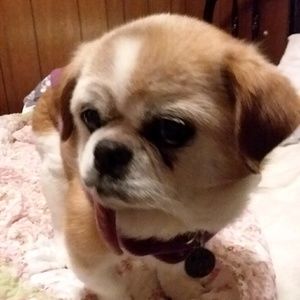 Meet your Posher, Heidi